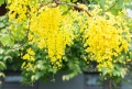 Hoa muồng Hoàng yến tại Ecogarden